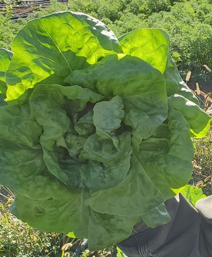 Head Lettuce-Green