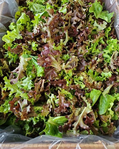 Salad Mix